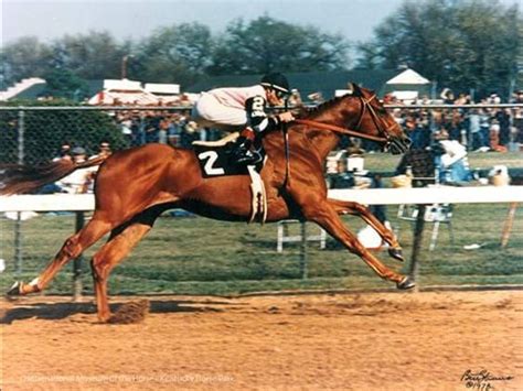 Affirmed 1978 Kentucky Derby Race Horse Breeds Derby Horse Race