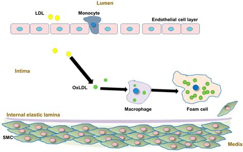 Metabolites Free Full Text Apolipoprotein B And Cardiovascular