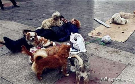 大爺給流浪狗餵了一口飯，為了報恩，流浪狗每天堅持幫大爺拉貨 每日頭條