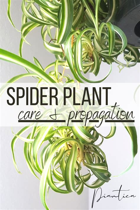 Spider Plant Chlorophytum Comosum Care Propagation Tips Artofit