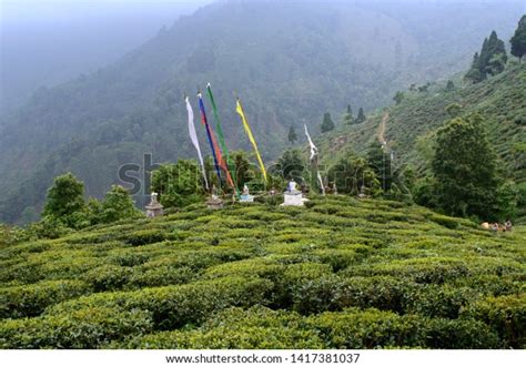 Buddhist Prayer Flags Amidst Unknown Teas Stock Photo