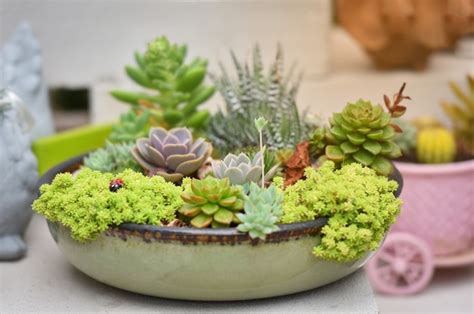 Miniatura planta suculenta hermosa colección mix conjunto plantas