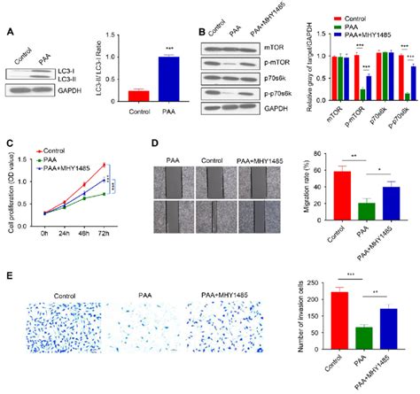 Poricoic Acid A Paa Induced Autophagy And Suppressed Mtor P S K