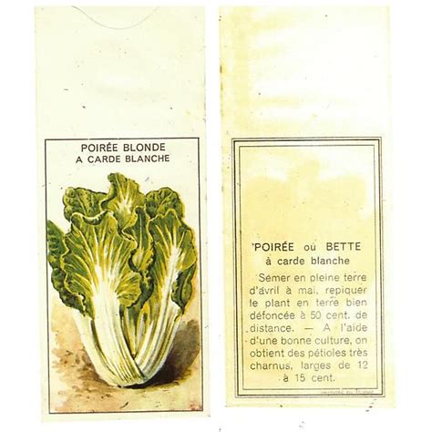 Poir E Blonde Carde Blanche Graines Baumaux