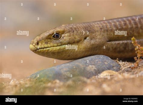 European Legless Lizard Hi Res Stock Photography And Images Alamy