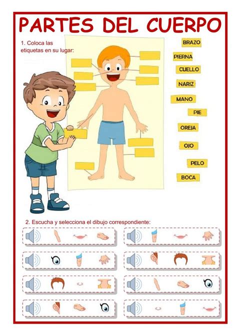 las partes del cuerpo interactive  downloadable worksheet