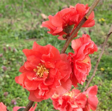 Chaenomeles Speciosa Double Take™ Orange Storm