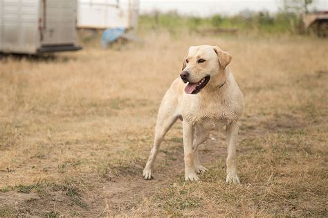 Diamond R Kennels Stud Dogs Montana Labs