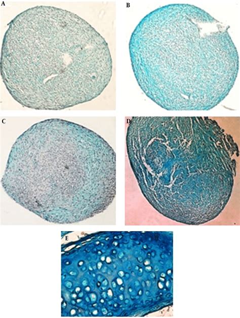 Micrographs Of Alcian Blue Staining For Proteoglycans Production By