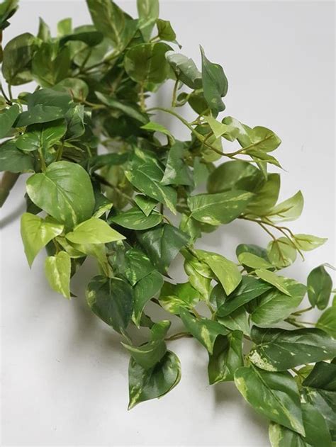 Hanging Pothos Bush 59cm Desflora