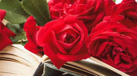 What Does a Rose Represent in Literature – Rosaholics