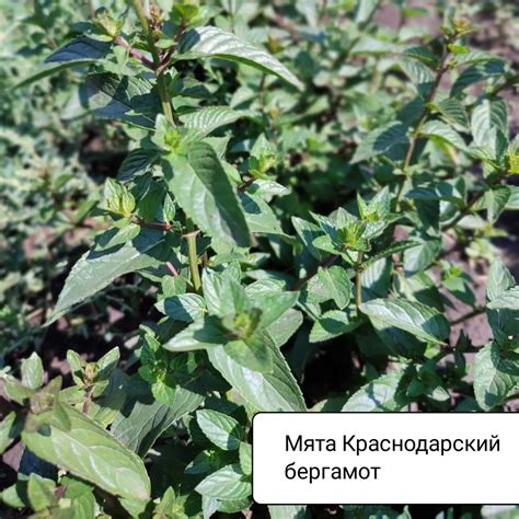 Мята Краснодарский бергамот - Хризантемы, астры, мята и многолетники