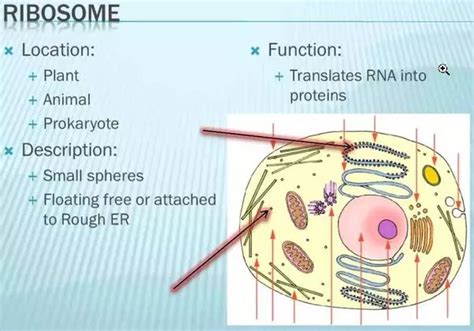 Ribosomes In An Animal Cell