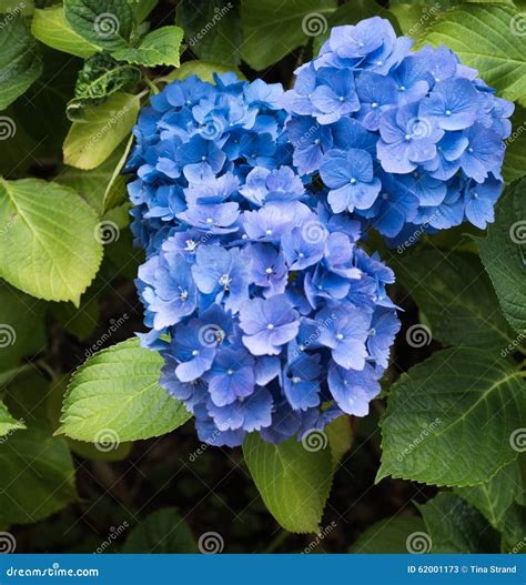 Blue azalea stock image. Image of background, azalea - 62001173