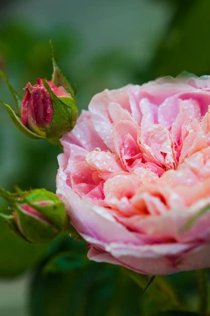 Rose Desdemona After Rain Una Rosa Inglesa De David Austin Foto Premium