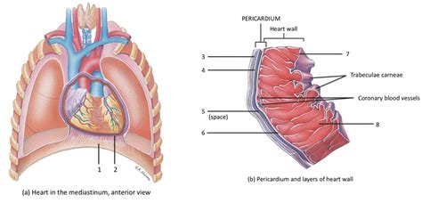 Pericardium And Layers Of The Heart Wall Diagram Diagram Quizlet