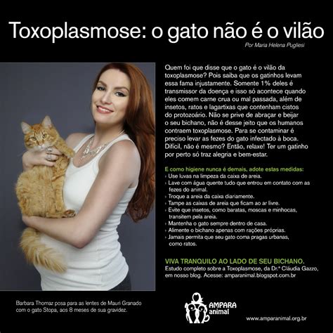 Ampara Animal Toxoplasmose O Que Devemos Saber