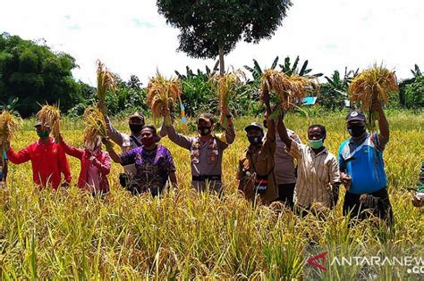 Petani Lokal Teluk Wondama Berhasil Kembangkan Padi Ladang Antara