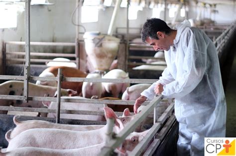 Vai Iniciar Uma Suinocultura Conhe A Os Desafios E Estrat Gias