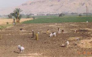 Ancient Greek Agriculture, Farming, agricultural operations, Autumn