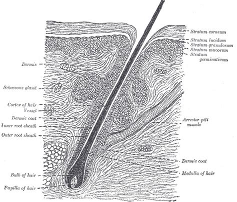 Anatomy Skin Sudoriferous Gland Statpearls Ncbi Bookshelf