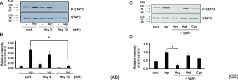 Homocysteine Leads To Significant Inhibition Of Leptin Receptor Induced Download Scientific