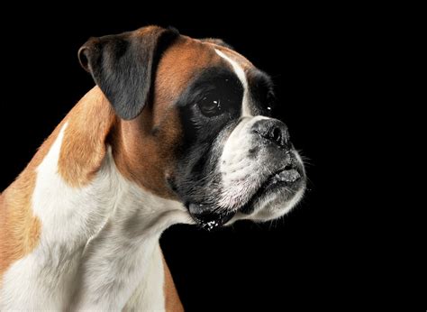 Are Boxers Brachycephalic