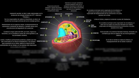 Solution Partes De La C Lula Eucariota Y Sus Funciones Studypool