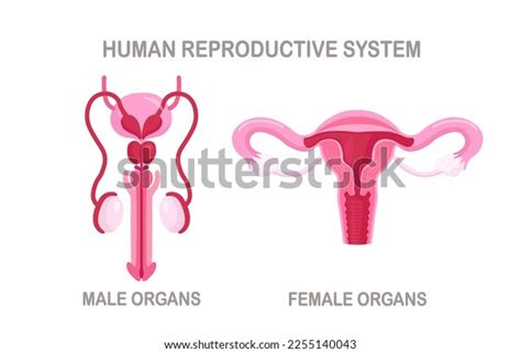 Human Reproductive System Male Female Internal Stock Vector Royalty