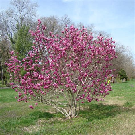 Magnolia Liliiflora Ann Tree | New Blooms Nursery