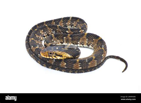 harmless non venomous Florida watersnake or banded water snake ...