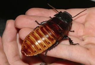 Hissing Cockroaches Large - from Pet Shopper