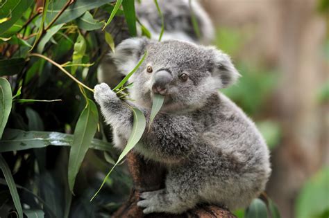 Koala | Australian Wildlife Society