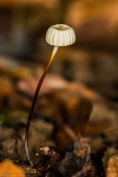 Collared Parachute Mushroom Marasmius Rotula Collared Pa Flickr