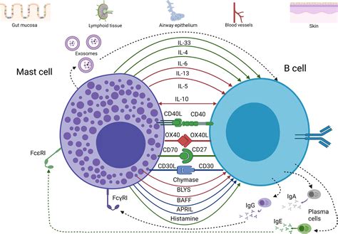 Mast Cells Enhance T Cell Activation: Importance Of Mast Cell – KGVQD