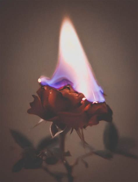 Burning Rose Aesthetic Roses Rose On Fire Fire Photography