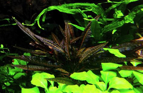 Аукцион aquaforum Cryptocoryne affinis Metallic Red