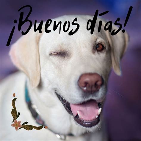 Buenos días perritos Fotos de perros para Whatsapp GRATIS