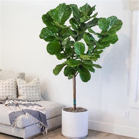 Ficus Lyrata Saiba Como Cuidar E Decorar Esta Planta Ficus