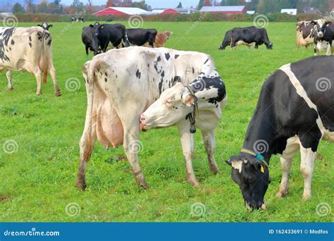 Dairy Cow Grooming While In Pasture Stock Image Image Of Healthy