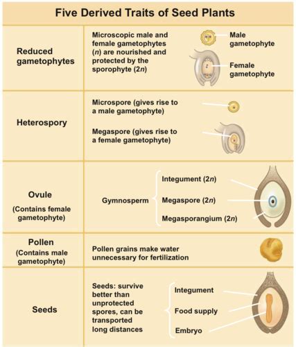 Bio Chapter Plant Diversity Ii The Evolution Of Seed Plants