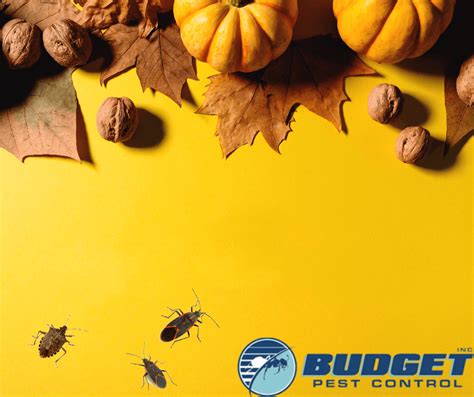 Budget Pest Control Best Exterminator Pittsburgh Pa