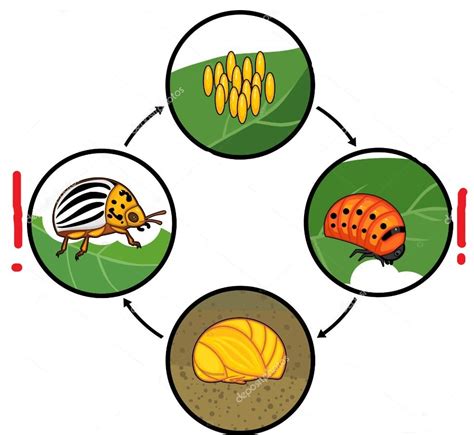 The life cycle of the Colorado potato beetle Diagram | Quizlet