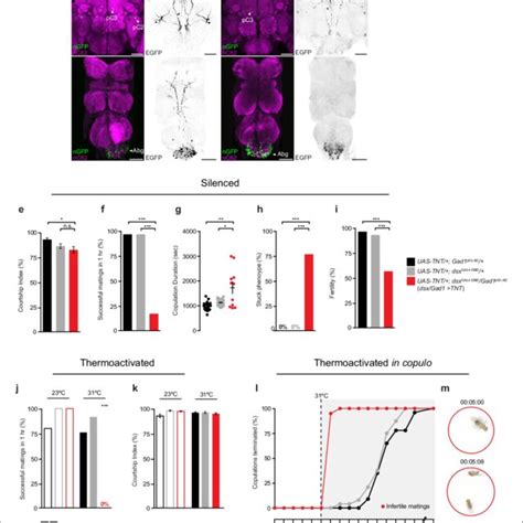 Spatial Restriction Of Gfp Expression To Dsx Neurons Using Novel Dsx Download Scientific