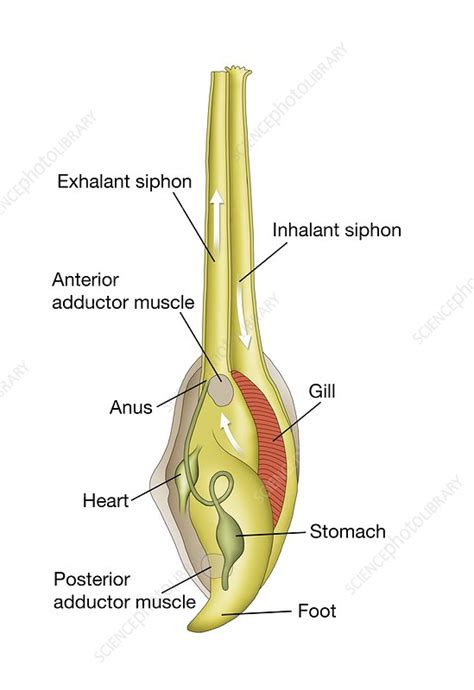 Clam Anatomy Diagram - Anatomical Charts & Posters