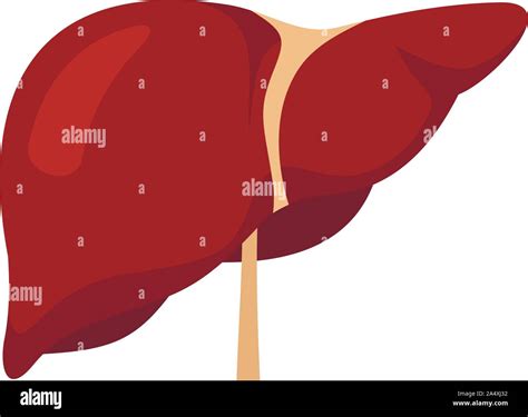 Human Liver Icon Flat Illustration Of Human Liver Vector Icon For Web