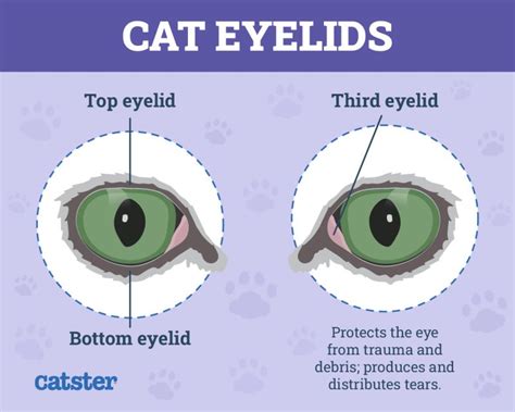 Why Is My Cat Squinting One Eye Vet Answer Catster