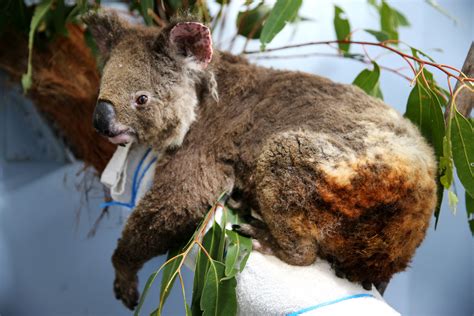 1 Billion Animals Dead As Result Of Apocalyptic Wildfires In Australia ...