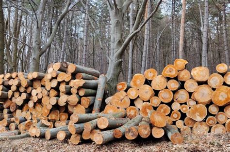 Lasy Państwowe opublikowały zasady sprzedaży drewna na lata 2024 2026