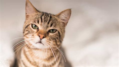 Coisas que os gatos não gostam nos humanos Só Para Mulheres